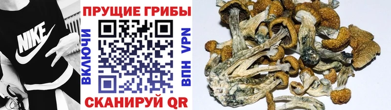 Галлюциногенные грибы Psilocybine cubensis  Черемхово 